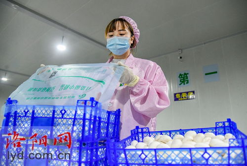 嵩縣田湖鎮 蘑菇種植工廠化 特色產品助振興